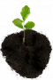 Pflanze